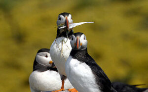 Puffins on the Farne Islands Puffins on the Farne Islands