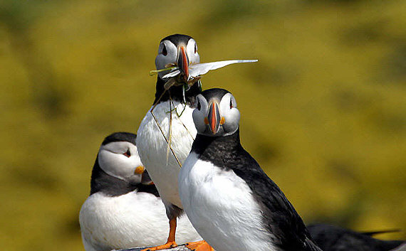 Puffins on the Farne Islands 