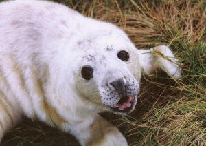 Seal Pup on The Farne Islands