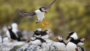 Puffins on the Farne Islands 