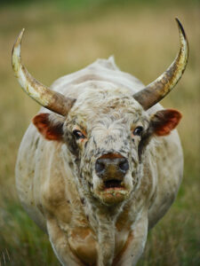 Chillingham Wild Cattle, King Bull Chillingham Wild Cattle, King Bull